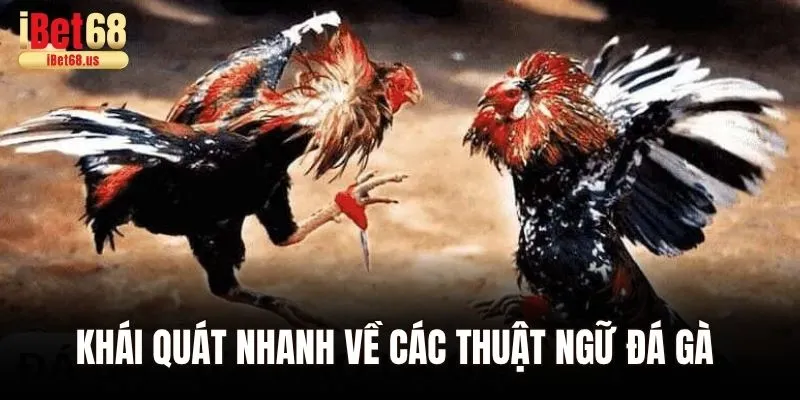 Các Thuật Ngữ Đá Gà – Giải Mã Các Khái Niệm Chi Tiết Cho Tân Thủ 1 Khái quát nhanh về các thuật ngữ đá gà