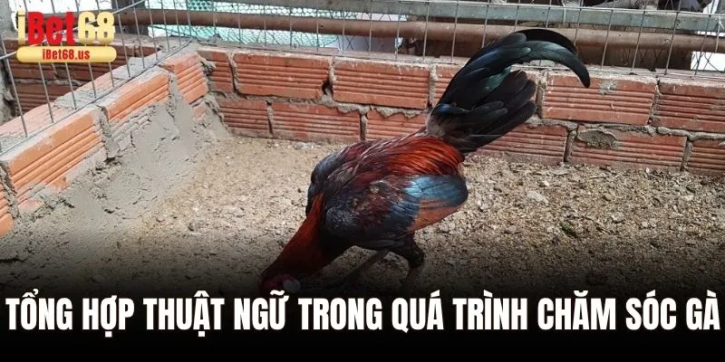 Các Thuật Ngữ Đá Gà – Giải Mã Các Khái Niệm Chi Tiết Cho Tân Thủ 2 Tổng hợp thuật ngữ trong quá trình chăm sóc gà
