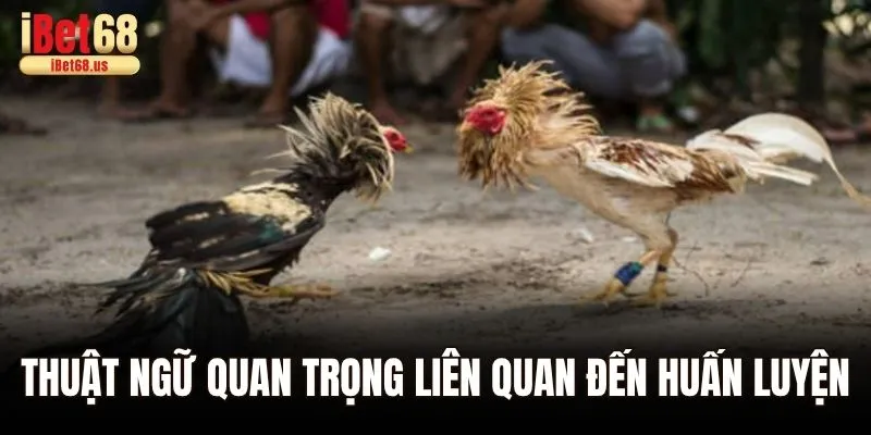 Các Thuật Ngữ Đá Gà – Giải Mã Các Khái Niệm Chi Tiết Cho Tân Thủ 3 Thuật ngữ quan trọng liên quan đến huấn luyện