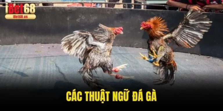 Các Thuật Ngữ Đá Gà