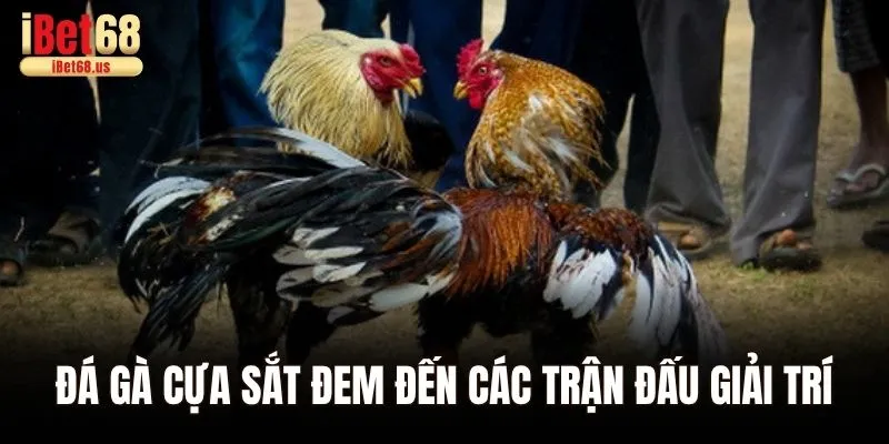 Đá gà cựa sắt đem đến các trận đấu giải trí đầy kịch tính