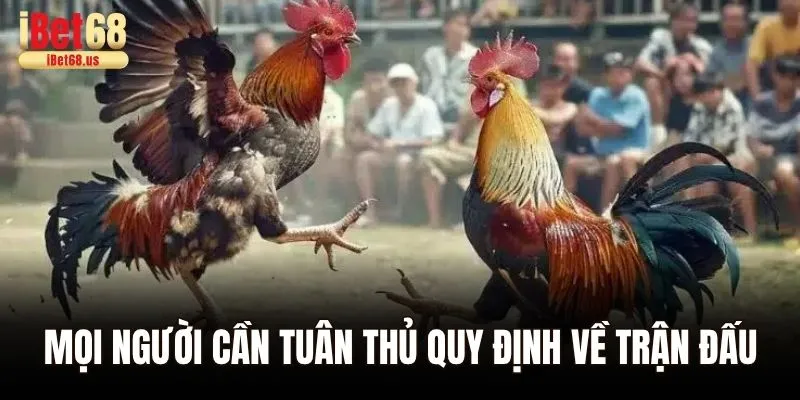 Mọi người cần tuân thủ quy định về trận đấu đá gà