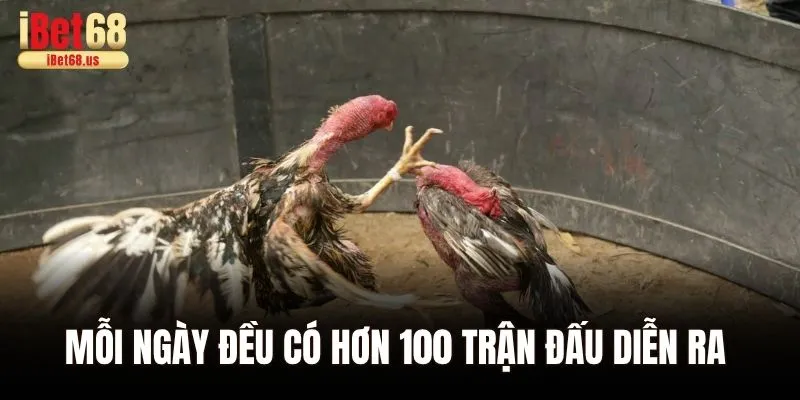Mỗi ngày đều có hơn 100 trận đấu diễn ra tại Ibet68