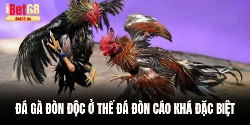 Đá gà đòn độc ở thế đá đòn cáo khá đặc biệt