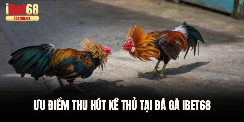 Ưu điểm thu hút kê thủ tại đá gà Ibet68