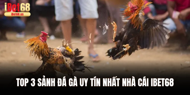 Top 3 sảnh đá gà uy tín nhất nhà cái Ibet68
