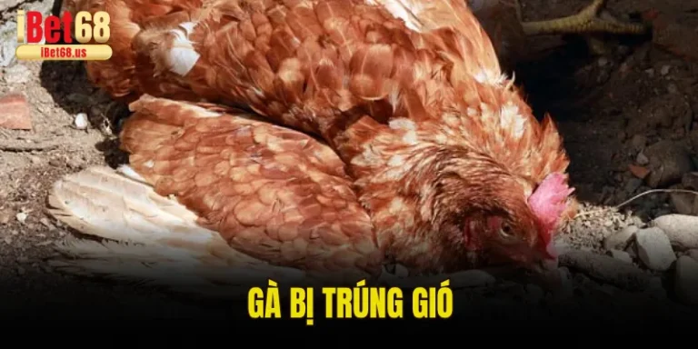 Gà Bị Trúng Gió