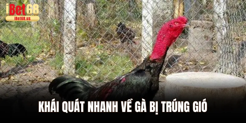 Khái quát nhanh về gà bị trúng gió