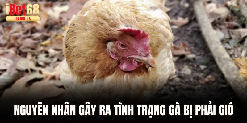 Nguyên nhân gây ra tình trạng gà bị phải gió