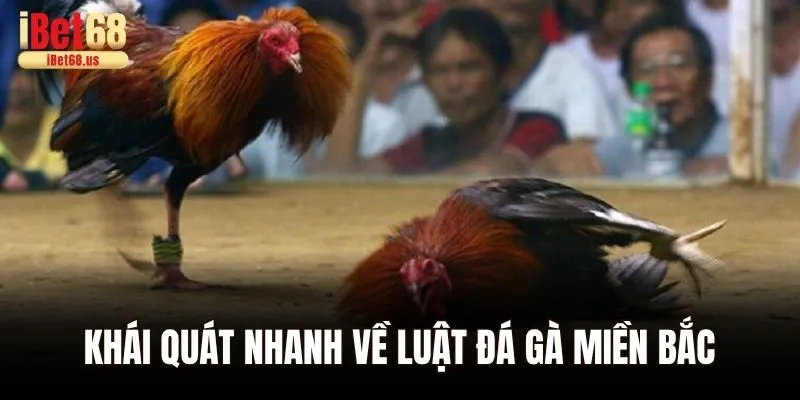 Khái quát nhanh về luật đá gà miền Bắc