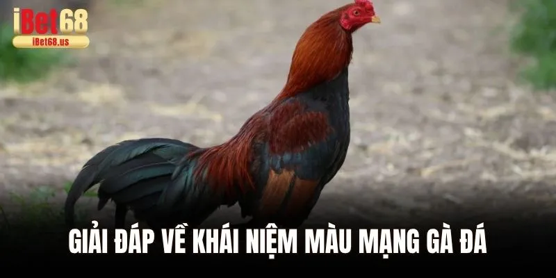 Giải đáp về khái niệm màu mạng gà đá