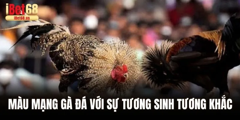 Màu mạng gà đá với sự tương sinh tương khắc