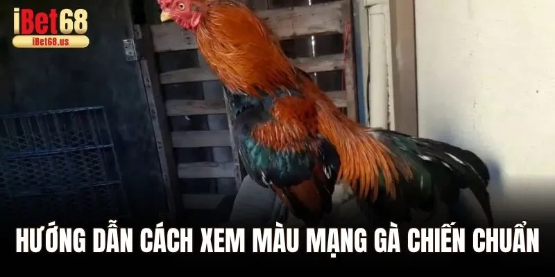 Hướng dẫn cách xem màu mạng gà chiến chuẩn