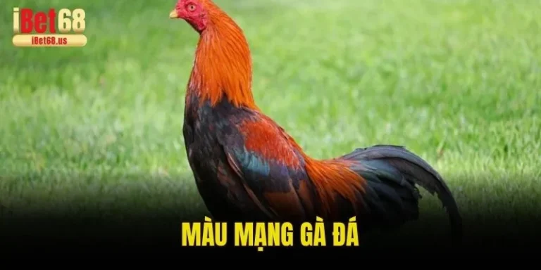Màu Mạng Đá Gà